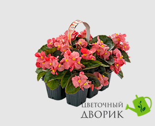 Бегония Big F1 Rose Bronze Leaf pro-begbigf1rosbrolea-500 фото