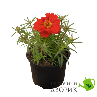 Портулак крупноцветковый Sundial Deep Red pro-SundialDeepR-1000 фото