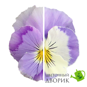 Віола Highflyer F1 Light Violet Shades HighflyerLightVioletShades фото
