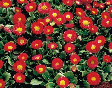 Маргаритка Galaxy Red pro-margalred-1000 фото