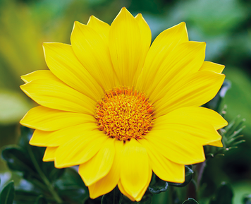 Газания Enorma Yellow EnormaYellow-5 фото