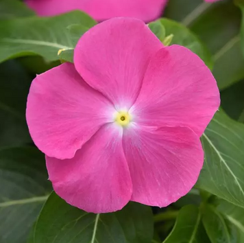 Вiнка Pacifica XP Pink  PacificaXPPinc-10 фото