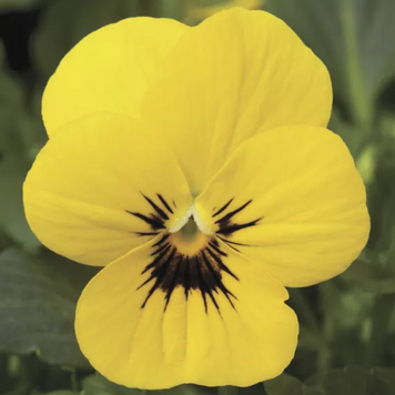 Вiола рогата Penny F1 Yellow Blotch pro-PennyYellowBlotch-1000 фото