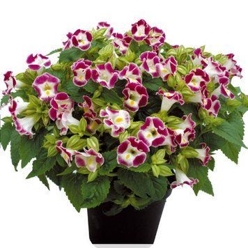Торения Little Kiss F1 Burgundy pro-LittleKissBurgundy-1000 фото