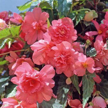 Бегонiя Illumination F1 Salmon Pink IlluminationSalmonPink фото