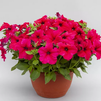 Петунія Prism F1 Deep Rose PrismDeepRose фото