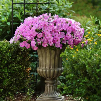 Петунія Shock Wave F1 Pink Shades pro-petshowavf1pinsha-100 фото