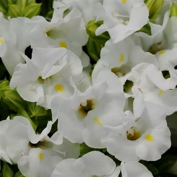 Торенiя Kauai White pro-torkauwhi-1000 фото