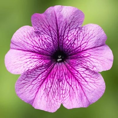 Петунія Damask F1 Purple Veined New 2024 pro-DamaskPurpleVeined-1000s фото