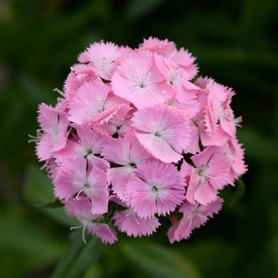 Гвоздика Sweet Pink pro-gvoswepin-1000 фото