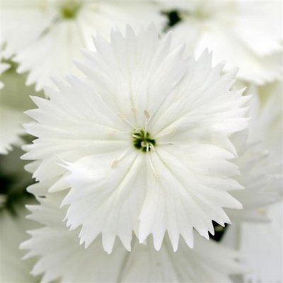 Гвоздика Floral Lace White pro-gvoflolacwhi-1000 фото