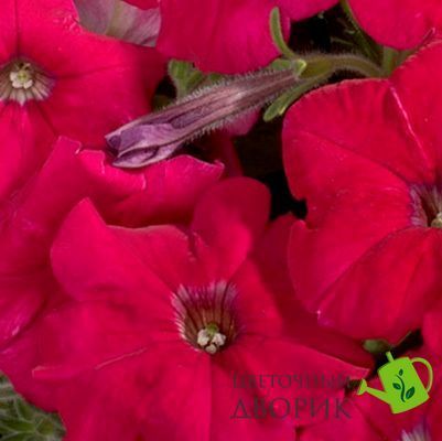 Петунiя Celebrity F1 Rose pro-CelebrityF1Rose-500dr фото