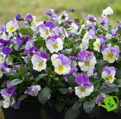 Віола Highflyer F1 Light Violet Shades HighflyerLightVioletShades фото