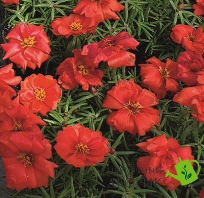 Портулак крупноцветковый Sundial Deep Red pro-SundialDeepR-1000 фото
