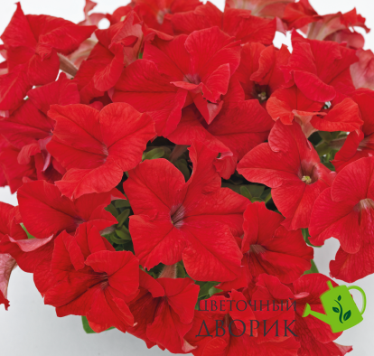 Петунiя Success!360 F1 Red pro-Success!360F1Red-500dr фото