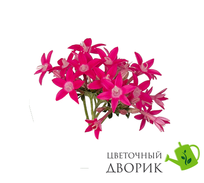 Пентас Graffiti Falls Rose  pro-GraffitiFallsRose-500 фото