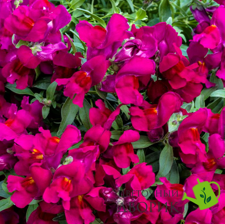 Львиный зев Candy Showers F1 Deep Purple pro-CandyShowersDeepPurple-1000 фото