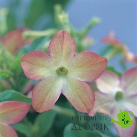 Табак крылатый Avalon Lime Purple Bicolor pro-tabkryavalimpurbic-1000ps фото