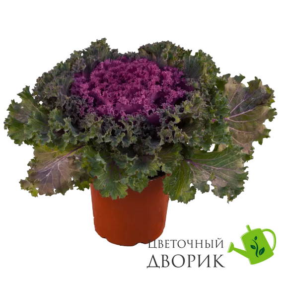 Капуста Bright and Early Red pro-BrightandEarlyRed-1000 фото