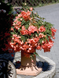 Бегонiя Illumination F1 Salmon Pink IlluminationSalmonPink фото 5