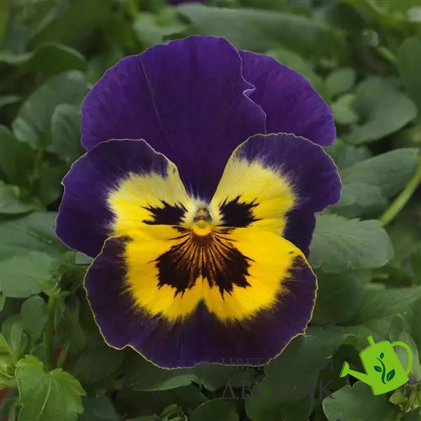 Виола Top Wave Purple Sunburst pro-TopWavePurpleSunburst-100 фото