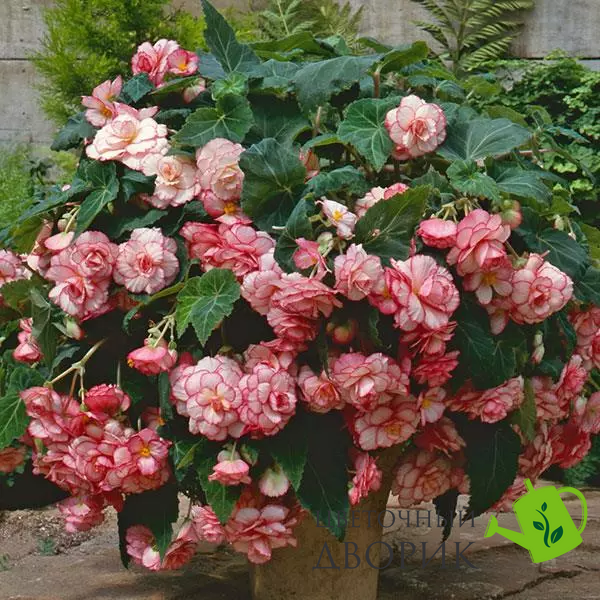 Бегония Sun Dancer White Pink Picotee pro-begsundanwhipinpic-500 фото