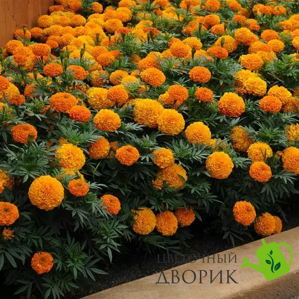 Тагетес Taishan F1 Orange TaishanOrange фото