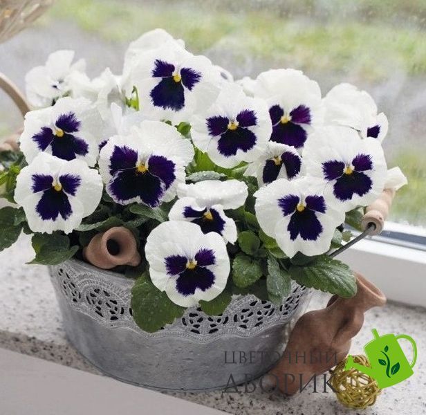 Вiола Inspire DeluXXe F1 White Blotch pro-InspireDeluXXeWhiteB-500 фото