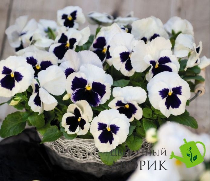 Вiола Inspire DeluXXe F1 White Blotch pro-InspireDeluXXeWhiteB-500 фото