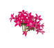 Пентас Graffiti Falls Rose  pro-GraffitiFallsRose-500 фото 3
