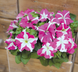 Петунія Success! HD F1 Rose Star Success!HDRoseStar фото 2