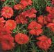 Портулак крупноцветковый Sundial Deep Red pro-SundialDeepR-1000 фото 3