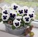 Вiола Inspire DeluXXe F1 White Blotch pro-InspireDeluXXeWhiteB-500 фото 4