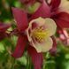 Аквилегия Earlybird Red Yellow EarlybirdRedYellow-5 фото 1