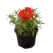 Портулак крупноцветковый Sundial Deep Red pro-SundialDeepR-1000 фото 2