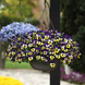 Виола Top Wave Purple Sunburst pro-TopWavePurpleSunburst-100 фото 3