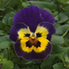 Виола Top Wave Purple Sunburst pro-TopWavePurpleSunburst-100 фото 2