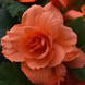 Бегония Marquee Coral Salmon New2027 pro-MarqueeRuffledCoralSalmon-500 фото 2