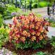 Аквилегия Earlybird Red Yellow EarlybirdRedYellow-5 фото 2