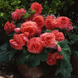 Бегония Marquee Coral Salmon New2027 pro-MarqueeRuffledCoralSalmon-500 фото 1