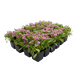 Алиссум Wonderland Pink pro-aliswondp-10000 фото 2
