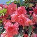 Бегонiя Illumination F1 Salmon Pink IlluminationSalmonPink фото 1