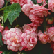 Бегония Sun Dancer White Pink Picotee pro-begsundanwhipinpic-500 фото 3