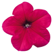 Петунiя Celebrity F1 Rose pro-CelebrityF1Rose-500dr фото 1
