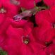 Петунiя Celebrity F1 Rose pro-CelebrityF1Rose-500dr фото 2