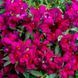 Львиный зев Candy Showers F1 Deep Purple pro-CandyShowersDeepPurple-1000 фото 1