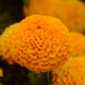 Тагетес Taishan F1 Orange TaishanOrange фото 1