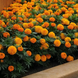 Тагетес Taishan F1 Orange TaishanOrange фото 2
