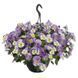 Віола Highflyer F1 Light Violet Shades HighflyerLightVioletShades фото 1