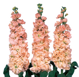 Маттиола Iron Apricot pro-matiroapr-1000 фото